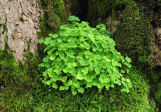 Efeu im Wald