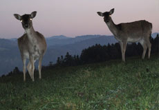 Wildbeobachtung