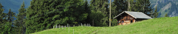 headerbild_Lebensraum_Wald