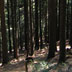 Fichtenbäume