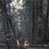 Waldbestand